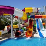 Kleopatra Royal Palm, Bild 5