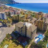 Kleopatra Royal Palm, Bild 2