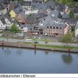 Ellenzer Goldbäumchen, Bild 2