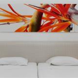 Dorisol Estrelicia, Bild 3