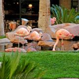 Flamingo Las Vegas, Bild 9