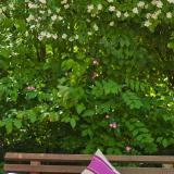 Vitalhotel Vier Jahreszeiten, Bild 9