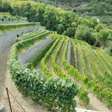 Hotel Terme La Pergola & Villa Flavio, Bild 10