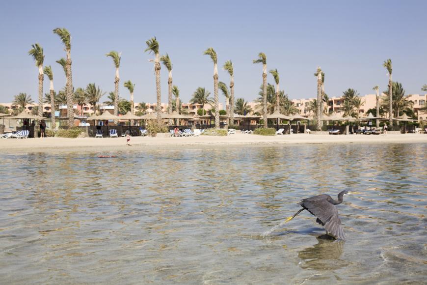 5 Sterne Familienhotel: Jaz Solaya Marsa Alam - Madinat Coraya, Rotes Meer, Bild 8