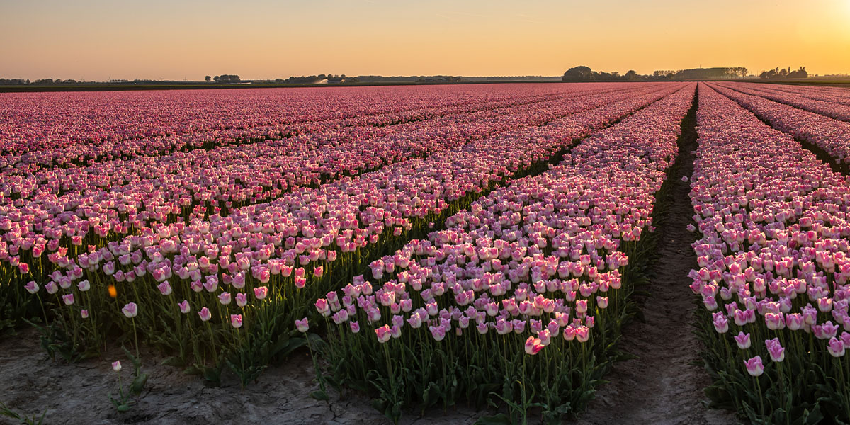 Pauschalreise Niederlande: Tulpen