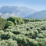 Vardis Olive Garden, Bild 10