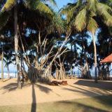 Hibiscus Beach, Bild 5