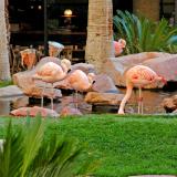 Flamingo Las Vegas, Bild 9