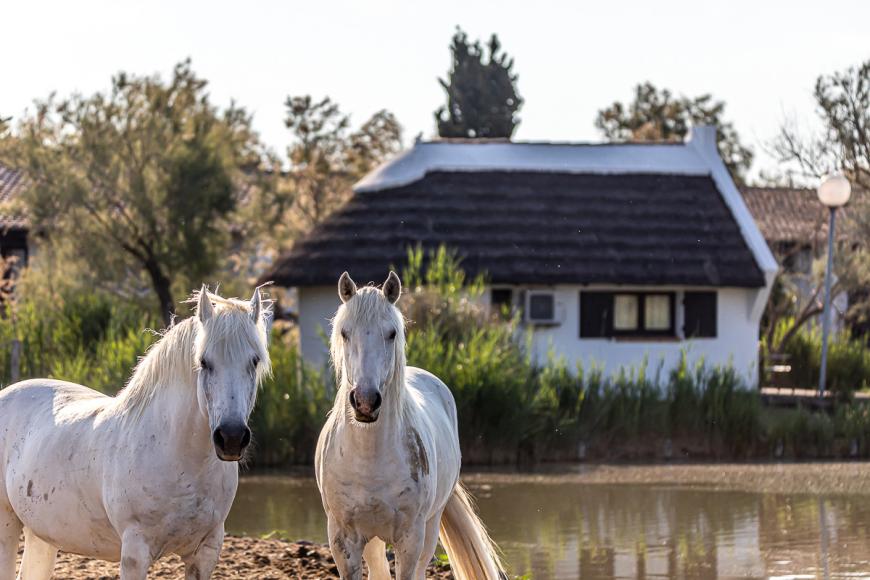 4 Sterne Hotel: L'Auberge Cavalière du Pont Des Bannes - Saintes-Maries-de-la-Mer, Provence-Alpes-Cote d'Azur, Bild 10