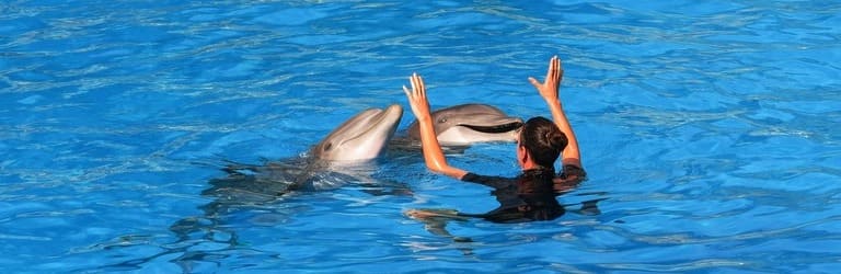 Besuch von Delfinarien