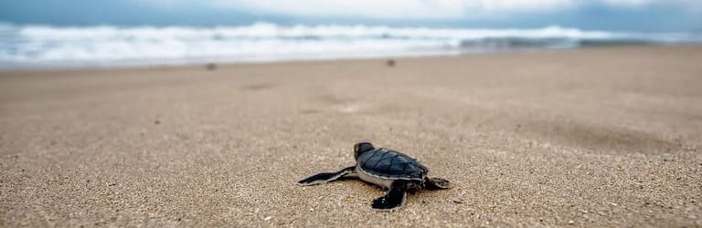 Wildtierauffang- und -schutzstationen