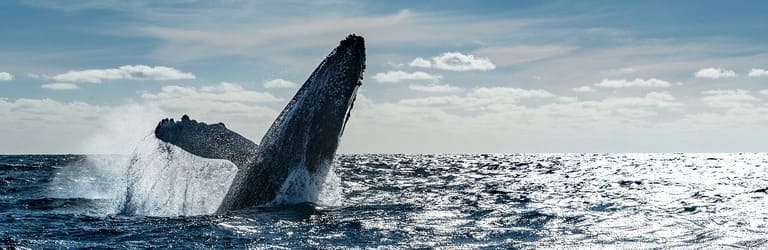 Wale und Meerestiere beobachten