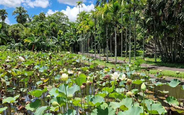 Der botanische Garten auf & Spa Mauritius