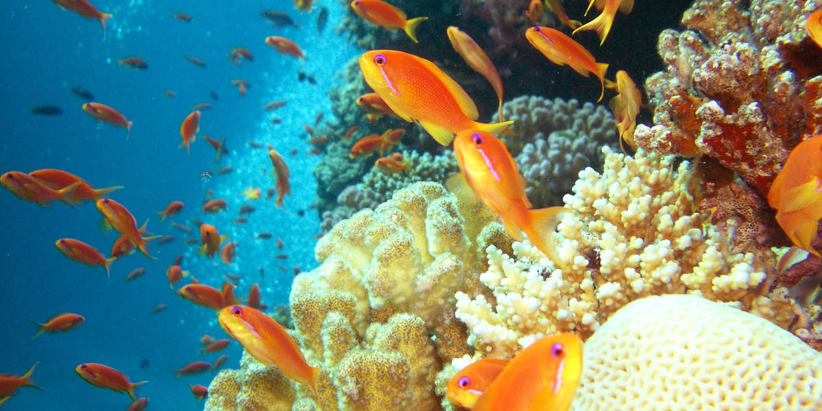 Ägypten Tauchen Korallenriff
