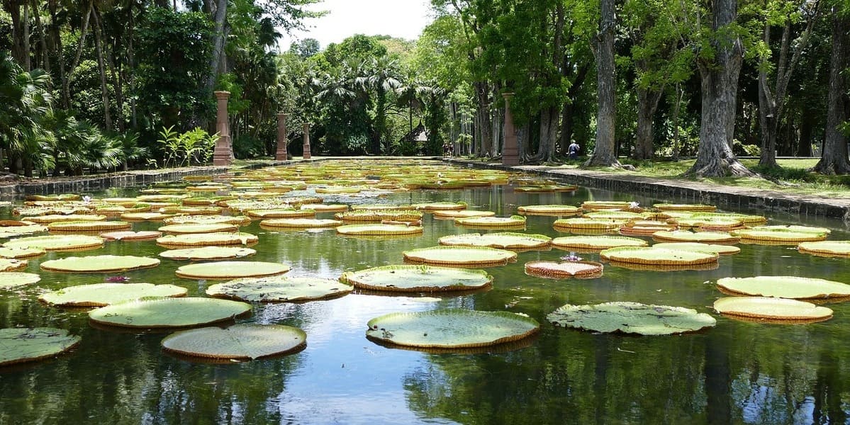 Mauritius botanischer Garten von Pamplemousses